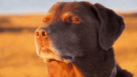 Dog cooked GIF